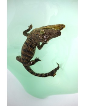 UNIQUE CREATURE 45